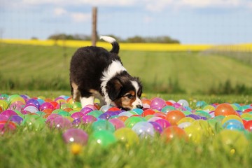 kleiner border collie welpe steht im bällebad im garten