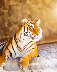 siberian tiger on on stones