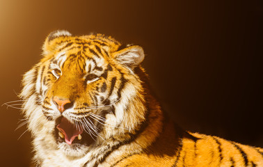 siberian tiger on on stones
