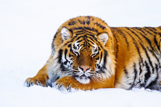 siberian tiger on snow