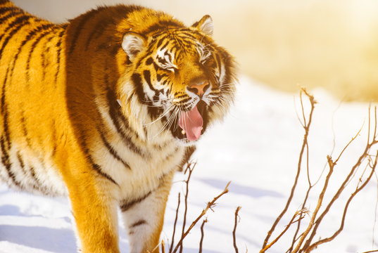 siberian tiger on snow