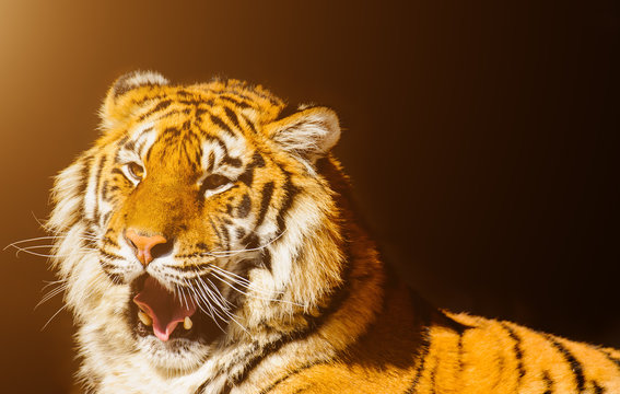 siberian tiger on on stones
