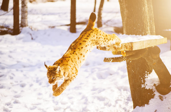 lynx on the snow