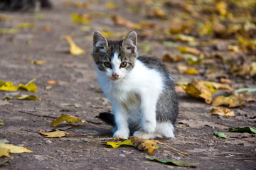 Kitten in Yasnaya Polyana