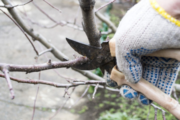 Pruning trees with garden scissors.