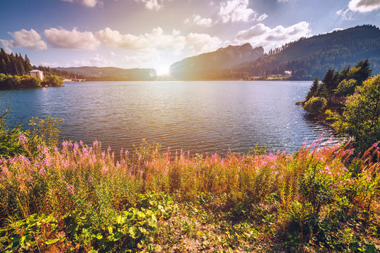 View to Bolboci lake and the damb with carpathian mountains at the background and bright pink wild flowers of Fire weed (epilobium angustifolium) at the foreground, Sinaia, Romania.