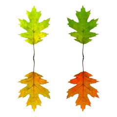 Colored leaves. Four seasons spring, summer, fall, winter