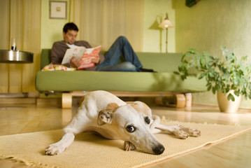 Whippet liegt im Wohnzimmer