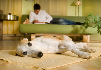 Whippet liegt im Wohnzimmer