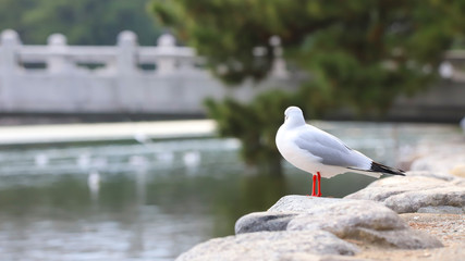 公園とユリカモメ