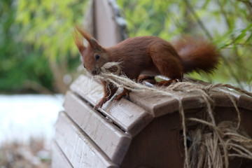 Eichhörnchen (Sciurus vulgaris) sucht sich Polstermaterial