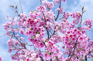 Fototapeta premium 寒緋桜