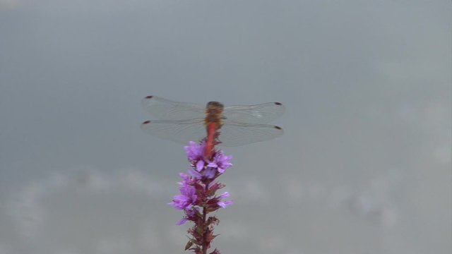 dragonfly on pond 02