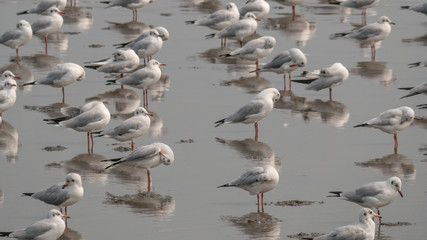 A flock of seagulls standing on mud land near sea shore