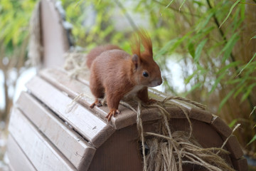 Eichhörnchen (Sciurus vulgaris) sucht sich Polstermaterial