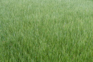 ビーグ（イ草）畑