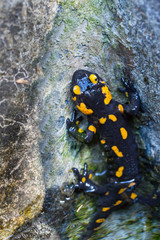 portrait spotted fire salamander (salamandra salamandra) partly in water
