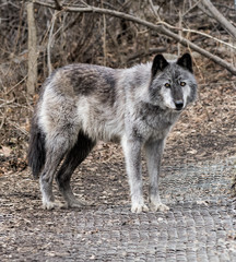Rocky Mountain Gray Wolf