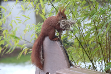 Eichhörnchen (Sciurus vulgaris) sucht sich Polstermaterial