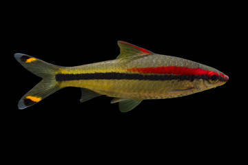 Tropical freshwater fish Denison's Barb (Puntius denisonii) isolated on black background with saved...