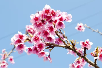 Foto auf Acrylglas Kirschblüte 寒緋桜