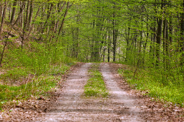 Fototapeta na wymiar Rural road in the forest