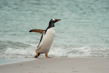 Adult Gentoo penguin after coming ashore from a days fishing as it stands on the beach on Carcass Island, Falkland Islands