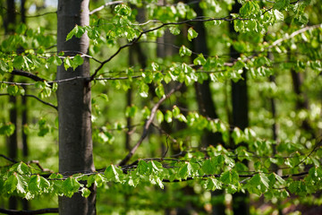 Forest of beech trees
