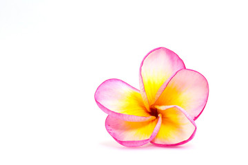 Isolated image of plumeria flowers with white, pink and yellow colours in white background
