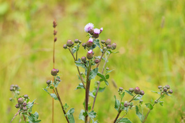 Inflorescence of a thistle close-up on a background of a blurred meadow grass.