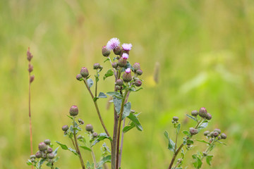 Inflorescence of a thistle close-up on a background of a blurred meadow grass.