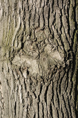Pattern of overgrown branch on tree trunk.