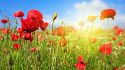 Poppies field in rays sun.