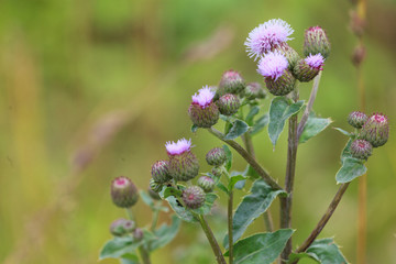 Inflorescence of a thistle close-up on a background of a blurred meadow grass.