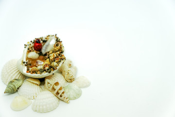 Sea shells and corals with ladybug on white background