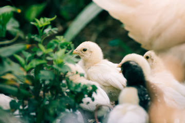chicks in the farm