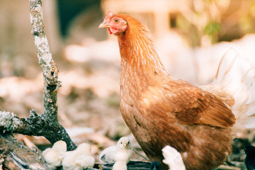 chicks in the farm