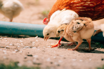 chicks in the farm