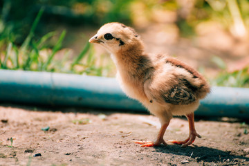 chicks in the farm
