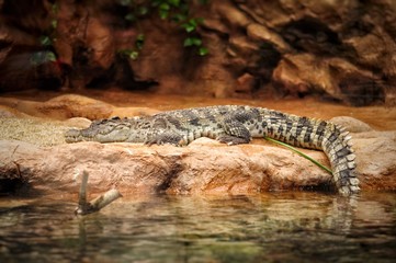 Alligator resting on the stone in aquarium park