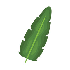 Leaf eco symbol icon vector illustration graphic design