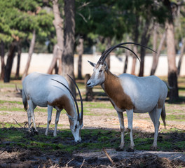 Two gemsboks (Oryx gazella) stand in Safari park Ramat Gan, Israel
