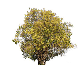 tree isolated on white background with Clipping Path