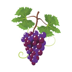 Grapes fruit symbol icon vector illustration graphic design