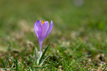 Crocus flower blooming in the spring, with a blurred background
