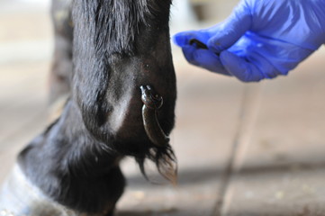 Blutegelbehandlung beim Pferd, Tierarzt setzt 3. Blutegel an das Fesselgelenk eines Pferdes