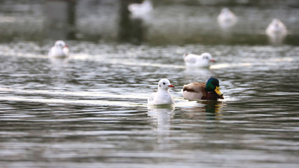 ユリカモメとマガモ