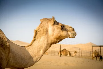 Selbstklebende Fototapete Kamel Kamele in der Kamelfarm.