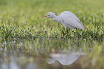 Cattle egret in green grases in the Bahariya Oasis.