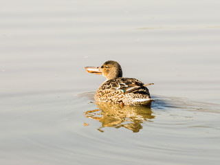 The female  diver ducks on the water in search of food